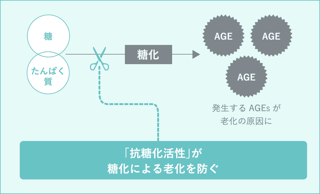 「抗糖化活性」が糖化による老化を防ぐ